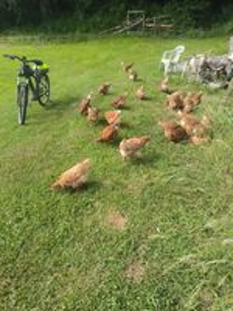   Poules pondeuses une quinzaine. 