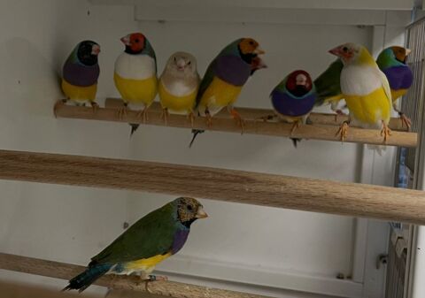 Diamant de Gould 40 60250 Mouy