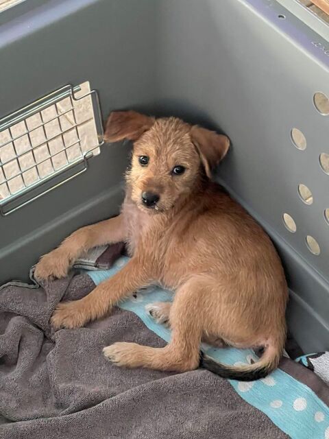 Noisette, j'ai besoin d'affection 300 76000 Rouen