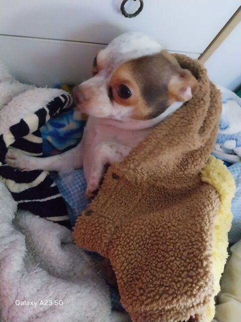 Chihuahua 500 92400 Courbevoie