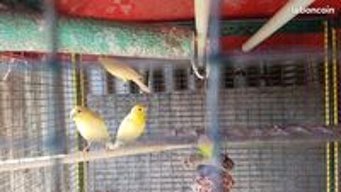   canaris 