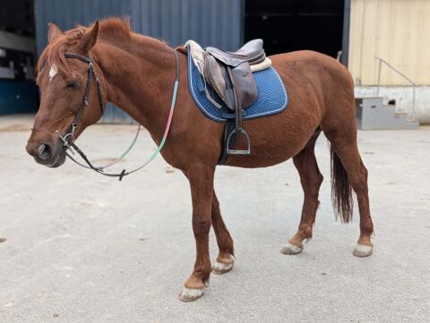 poney de club 650 29800 La forest-landerneau