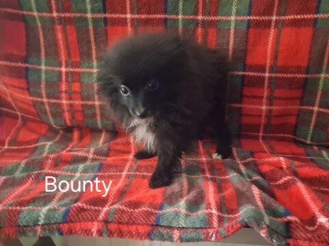 chiot spitz allemand 750 16500 Manot