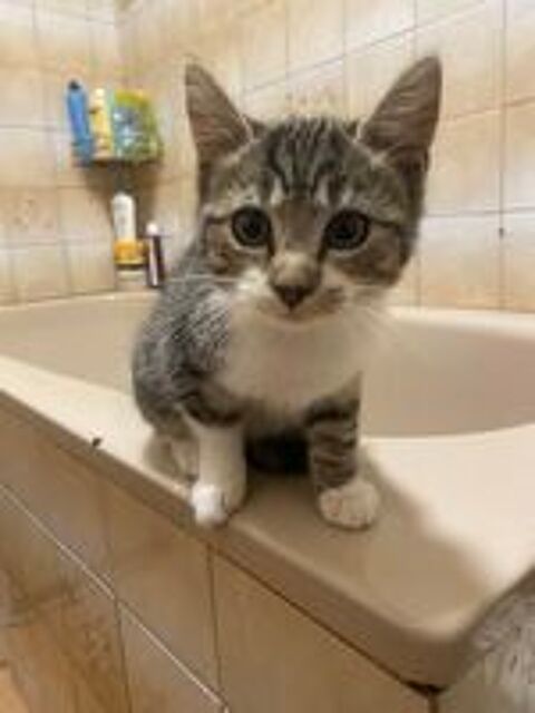   Chatons mâles  