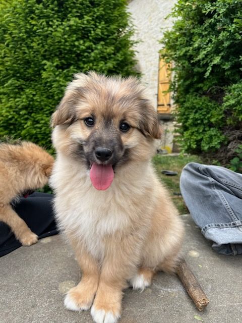 Chiot labrit mâle (berger des pyrénées)  47340 Laroque-timbaut