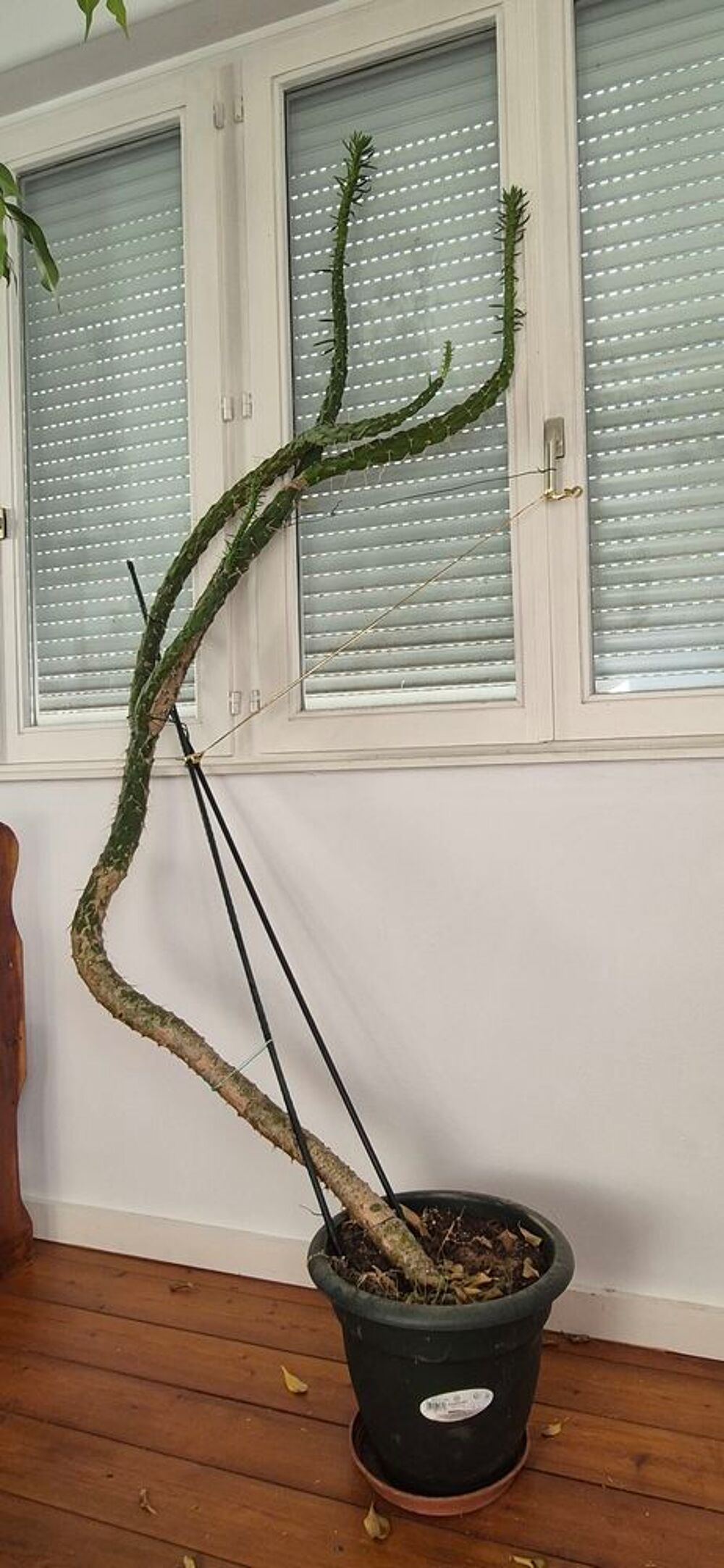 cactus &agrave; la forme extraordinaire Jardin