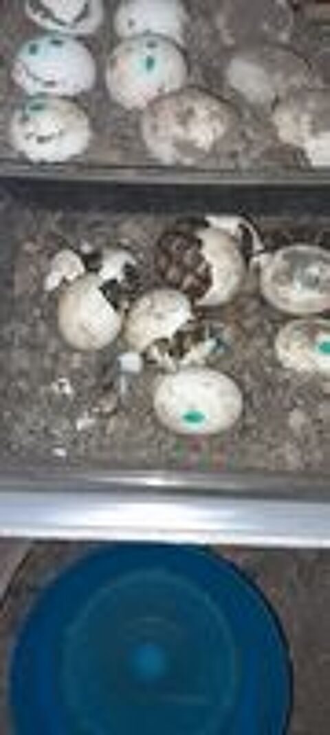   Tortues Graeca juvenile 2026 