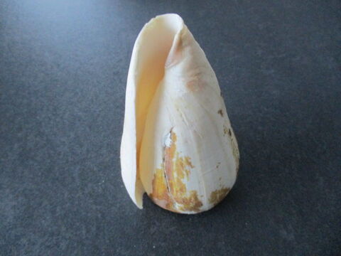 collection de coquillage 15 Castres (81)