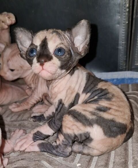 Chatons Sphynx 1400 83600 Frjus