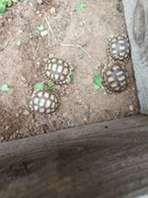   Tortue sulcata juvenile  