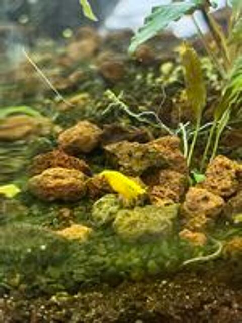   Crevettes jaunes Yellow Neon 