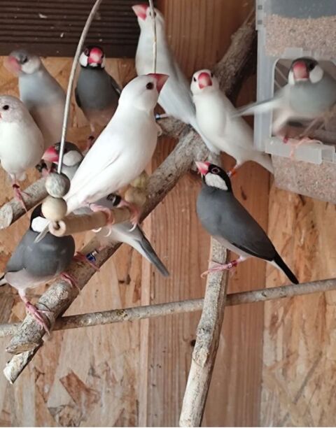 Couple de paddas de Java sex&eacute;s adn  50 49250 Brion