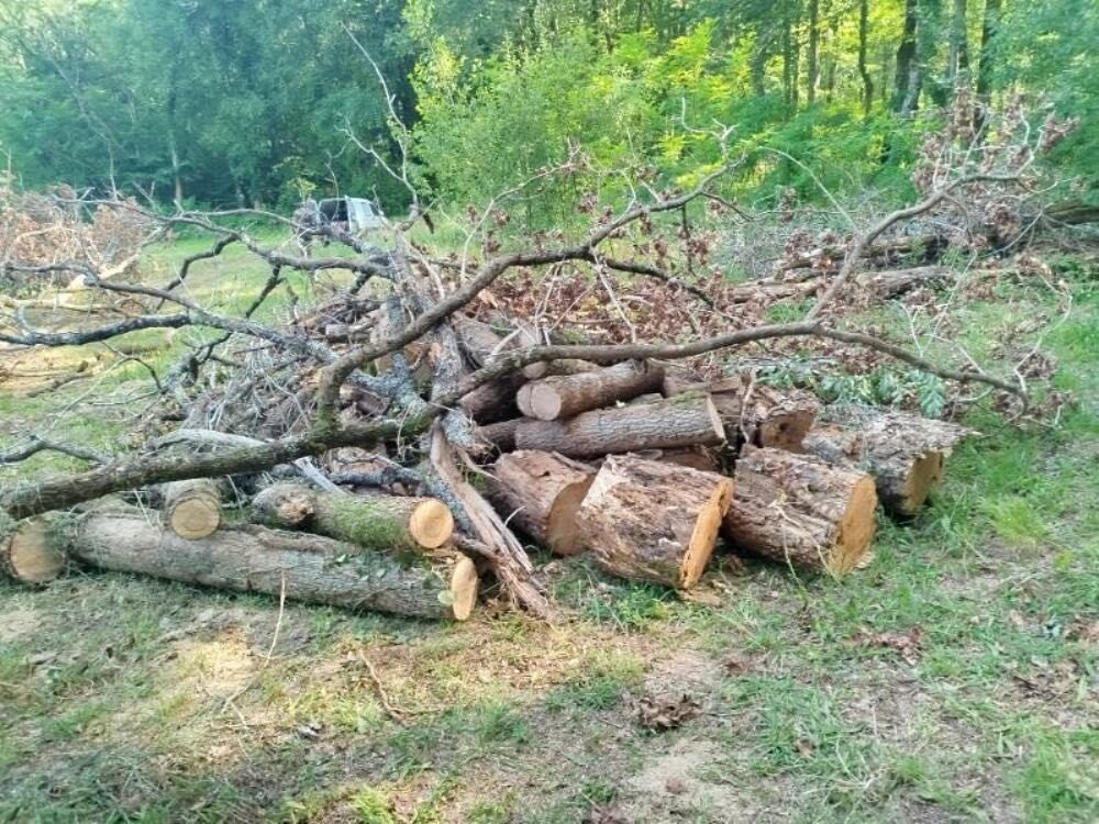 bois de chauffage Jardin