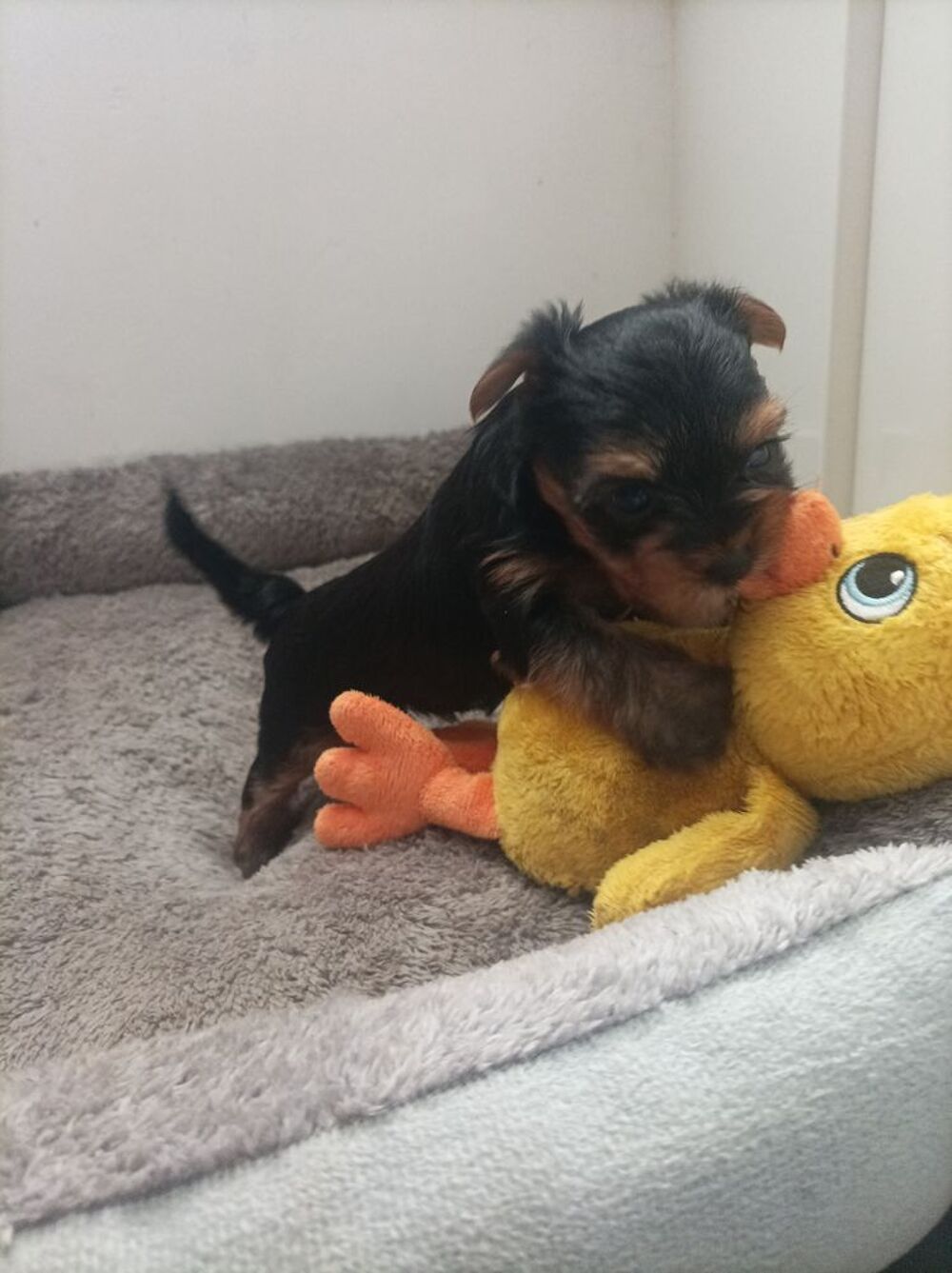   Chiots Yorkshire terrier  
