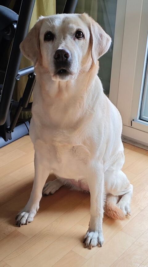 Labrador femelle de 10 ans &agrave; donner 0 64300 Orthez