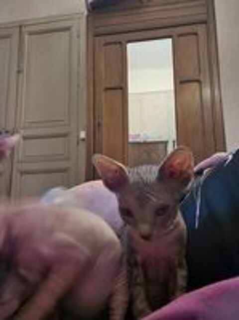   Bb sphinx  kits chatons vaccins et puce électroniq 