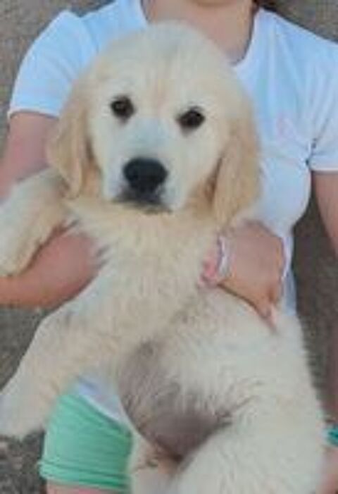   Chiots Golden retriever mâles L.O.F. 