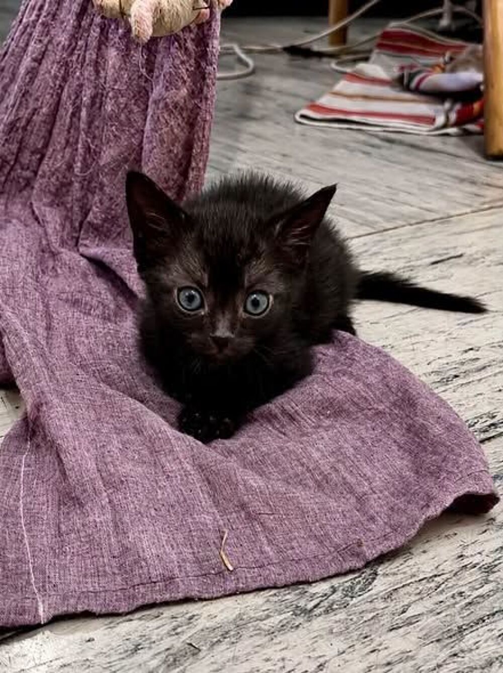   Chat LOUSTIC à l adoption 