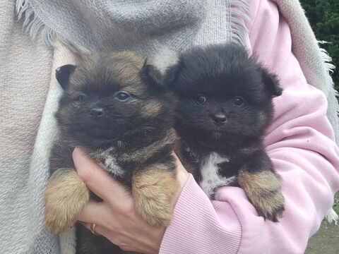 Pomchi spitz nain chihuahua 1000 27500 Pont-audemer