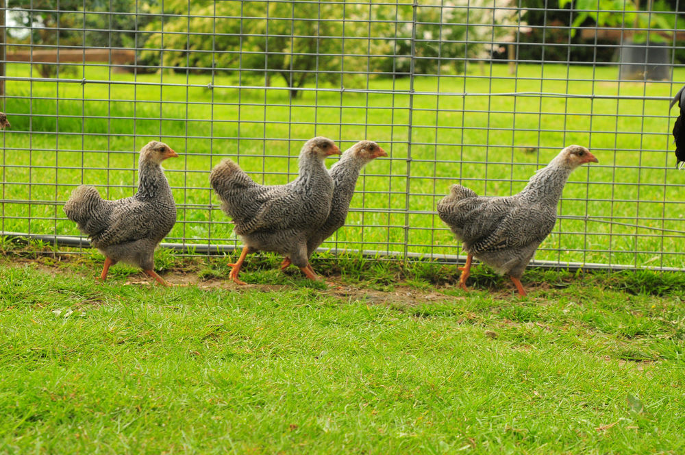   Poules Wyandotte 