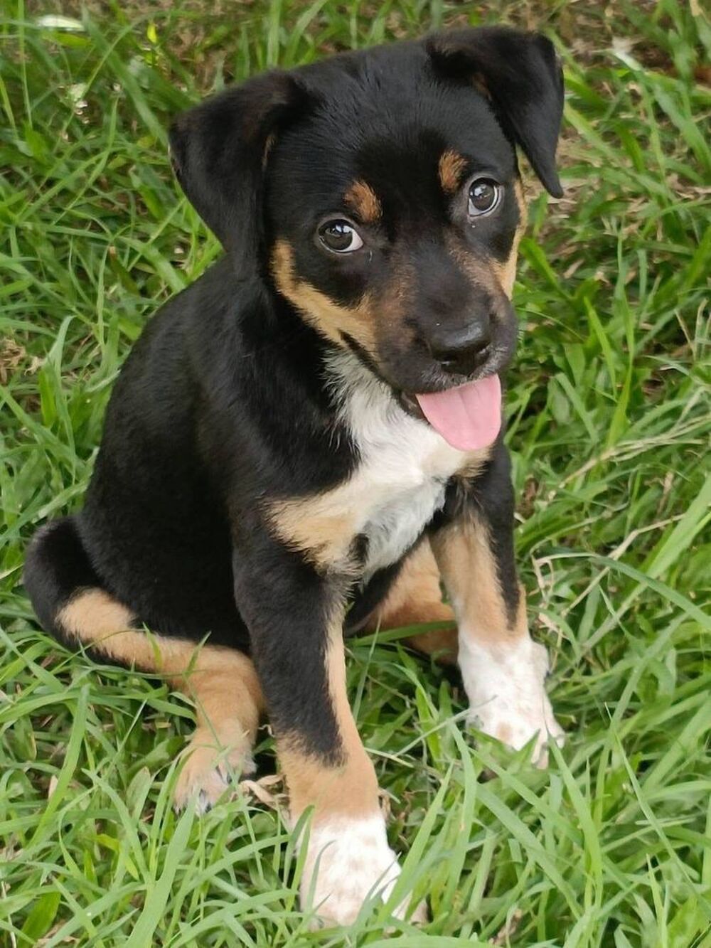   Hakuna, Femelle, X Berger, née le 01/06/2026 🐶 
