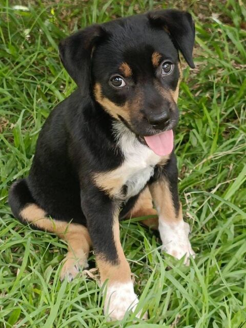 Hakuna, Femelle, X Berger, n&eacute;e le 01/06/2026 🐶 300 56000 Vannes