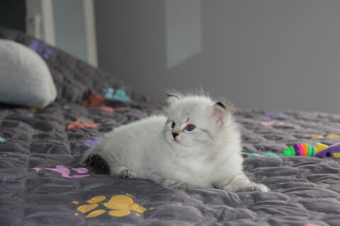 Chaton sibérien à réserver 1600 35540 Miniac-morvan