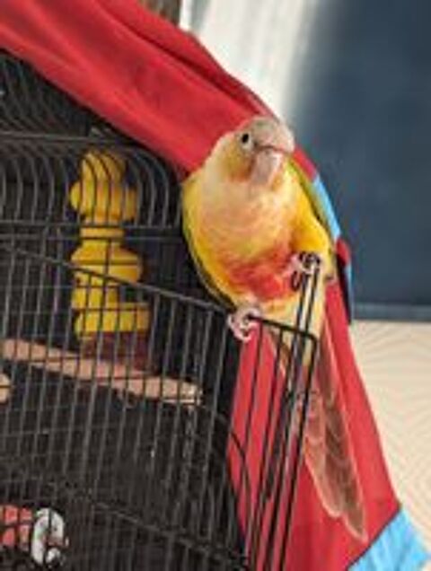   Perruche race Conure Ananas molinae 