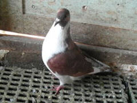   pigeons hubbel ns en 2024/2025.  