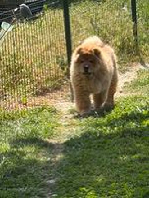   Chow Chow 