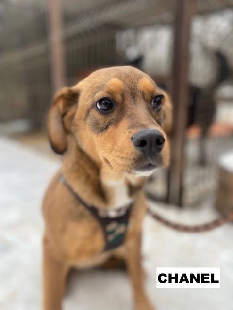 CHANEL SE TROUVE DANS UN REFUGE EN UKRAINE 0 75018 Paris