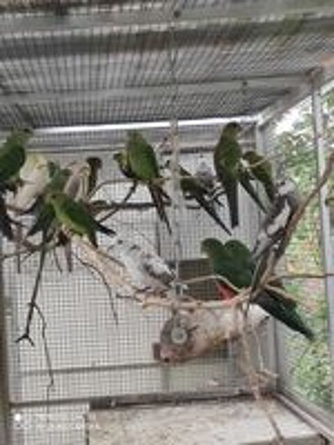   jeune calospitte et Jeune Grand Alexandre 