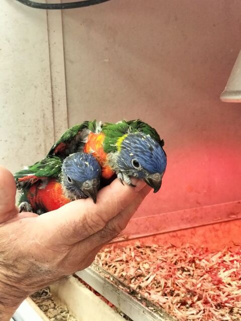 Perroquet loriquet 350 29820 Guilers