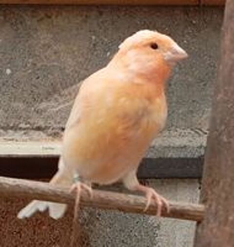   Canaris mâle 