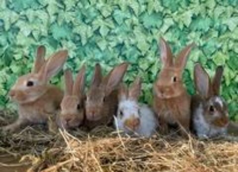  Lapins  