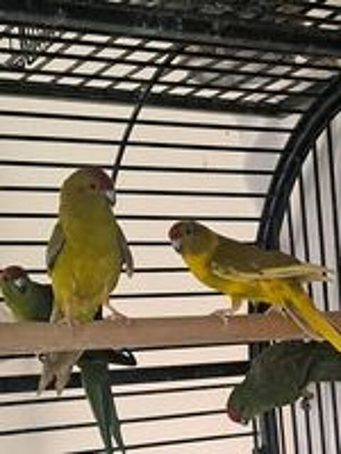   Kakarikis 