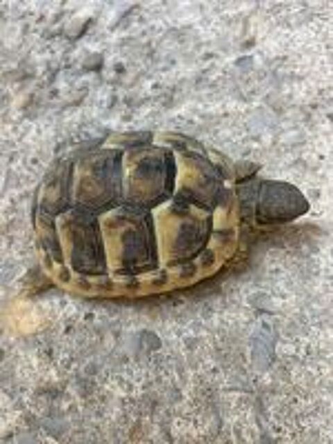   Tortue  
