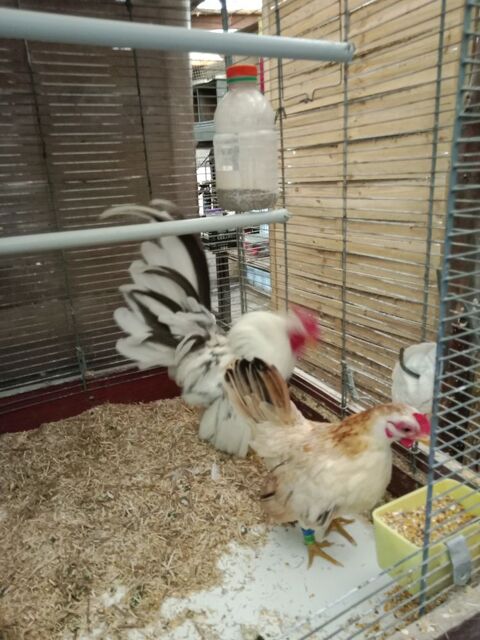 ?ufs de poules serama Malais 2 56350 Rieux