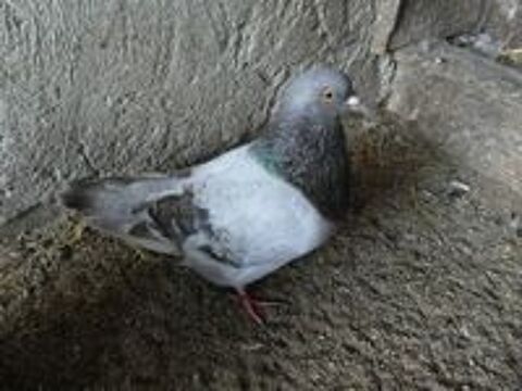   pigeons silver king nés en 2024/2025. 