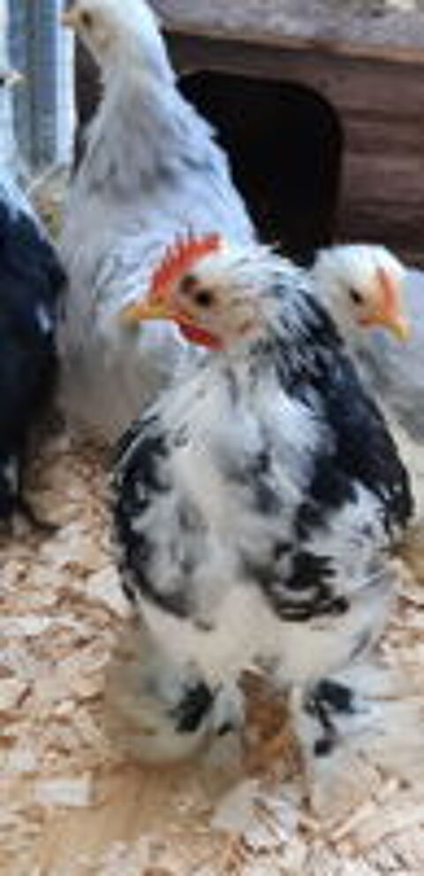   petits coqs de Pekin 