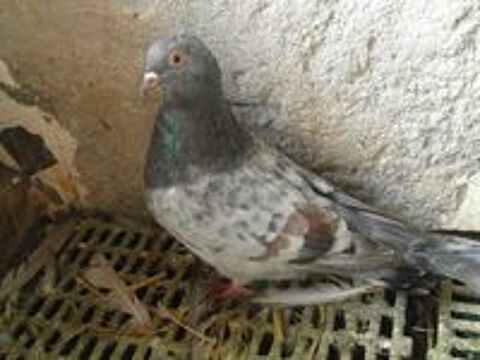   pigeons silver king nés en 2024/2025. 