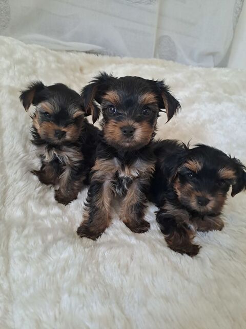 CHIOTS YORKSHIRE 800 39160 Saint-amour
