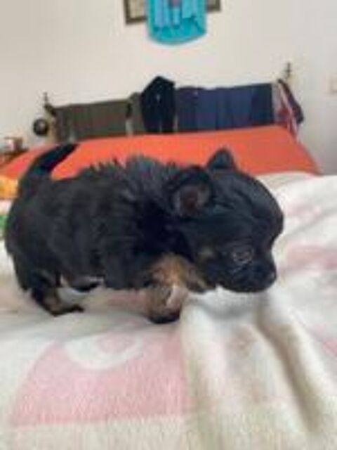   Magnifique bb femelle chihuahua 2 mois et demi noire 
