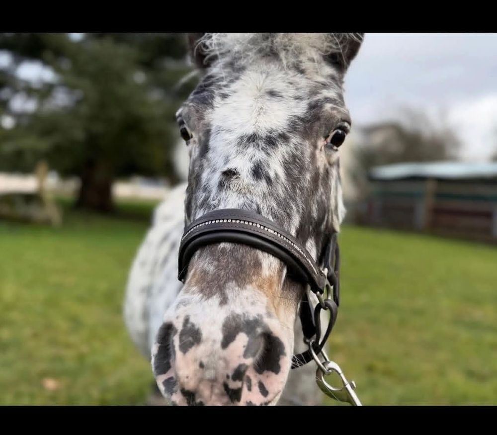   Poney à donner  