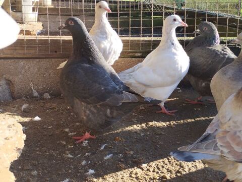 pigeon texan 0 16310 Montemb�uf