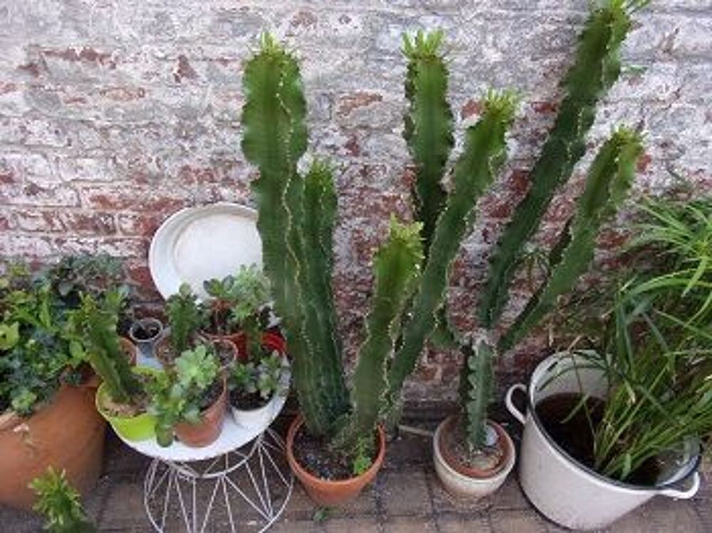 cactus euphorbe 3 branches d'un m&egrave;tre Jardin
