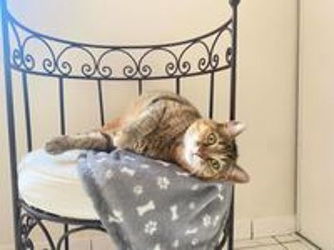   Minette chatte tigre de 2 ans A ADOPTER 