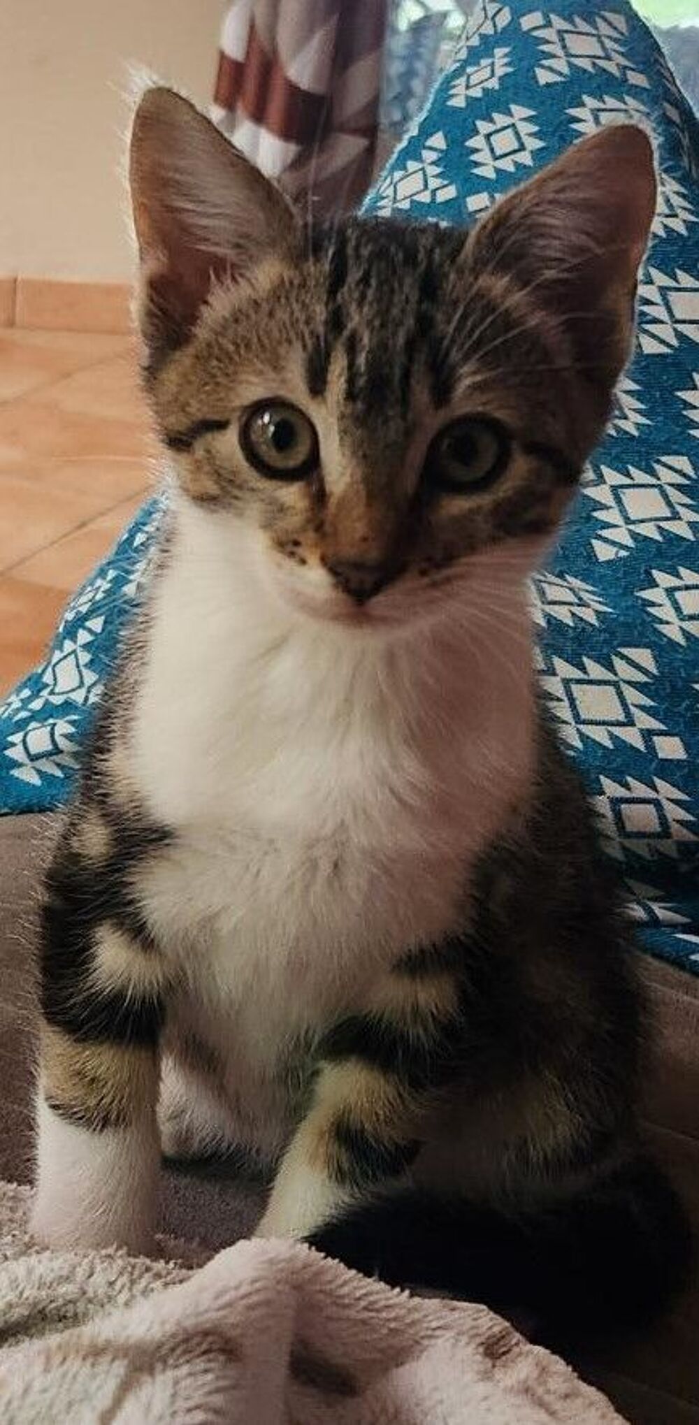   Chaton à donner - 3 mois 