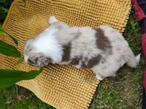   chiots berger australien rouge merle 