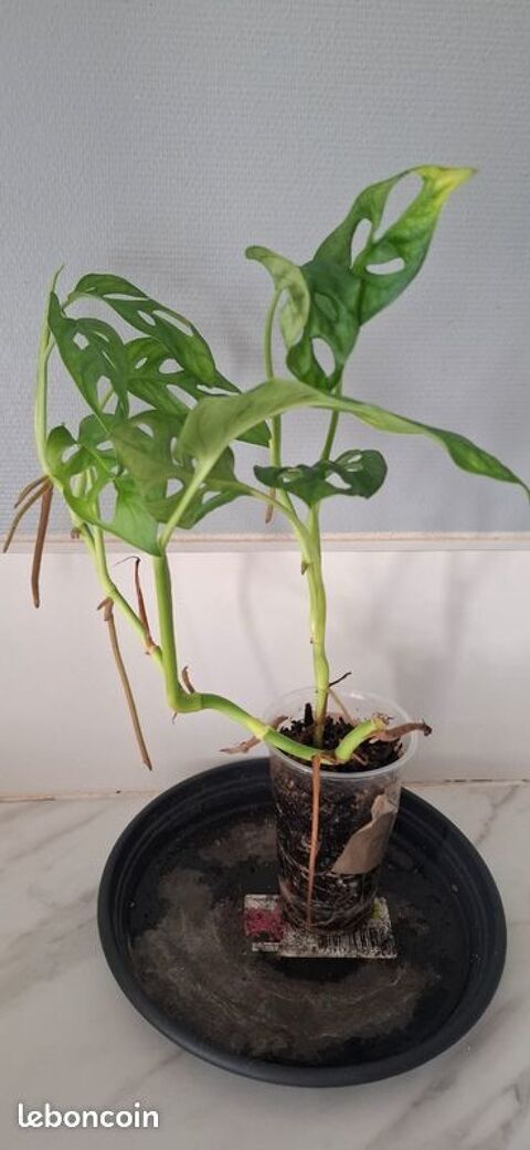 Monstera adansonii bouture 35 Clermont-Ferrand (63)